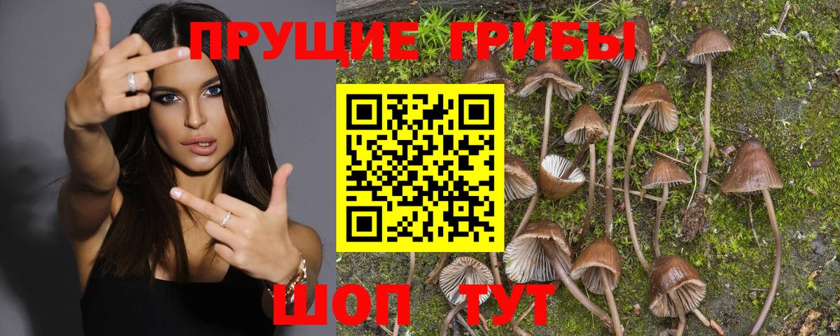 Псилоцибиновые грибы Psilocybine cubensis Юрга